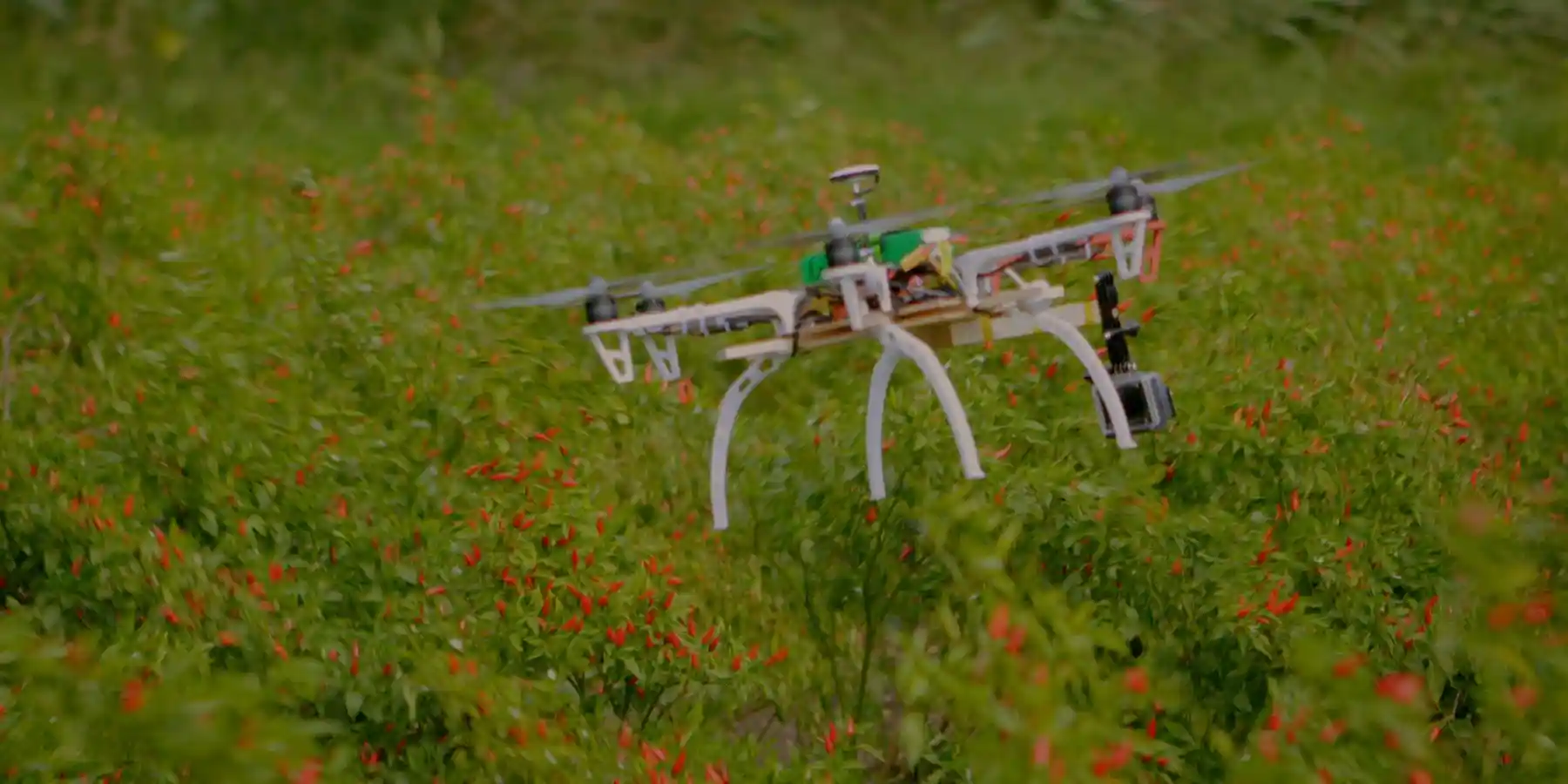 Drone flying over a lush field of red chili peppers, capturing agricultural data.